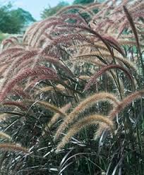 Ornamental Grass Landscaping Ideas Garden Design