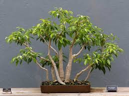 Image result for Ficus benjamina