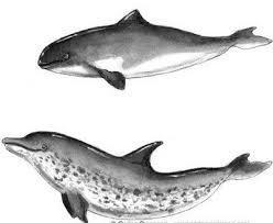 Porpoise Vs Dolphins Porpoise Dolphins Whale Shark