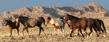 So are there any wild horses left? Saving America S Iconic Wild Horses Globerovers