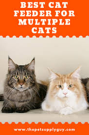 Although there are some models that can hold enough food for multiple cats, they usually only have a single bowl which can lead to conflicts over food. Best Multi Cat Feeder Cats Cat Feeder Automatic Cat Feeder