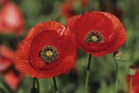 Easy To Do Polish Crafts Ehow Growing Poppies Flower Show Flower Farm