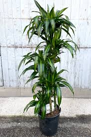 Image result for Dracaena fragrans