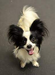 papillon playdate papillon hund susse hunde hunde
