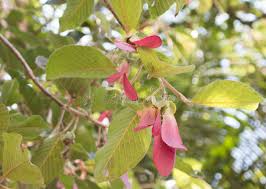 Image result for Dipterocarpaceae