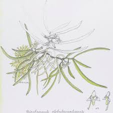 Image result for Liparis odontochilos