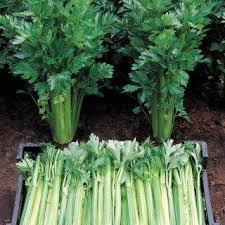 Celeri Rave Celeri Branche Semer Planter Cultiver Recolter Cultiver Celerie Rave Potager