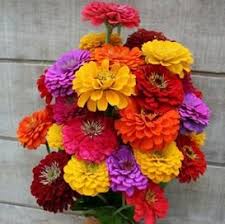 Mixed Pampas Plume Celosia Seeds Buy In Packets Or Bulk At Edenbrothers Com Flower Seeds Zinnia Flowers Zinnias