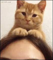 Animated Cat Gif New Cat Hat Funny Cat Kneading On Girl Head Funny Cute Cats Cats Funny Animals