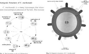 Image result for Chlamydia Trachomatis