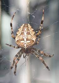 At three inches across, they are the state's largest spider. Cross Orbweaver Spider Field Station