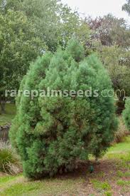 Image result for Callitris