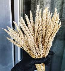 Maybe you would like to learn more about one of these? Kolosya Pshenicy Suhocvety Festima Ru Monitoring Obyavlenij