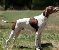 Maybe you would like to learn more about one of these? Is It That Hard To Tell A Pit Bull From A Pointer Shitbackyardbreederssay