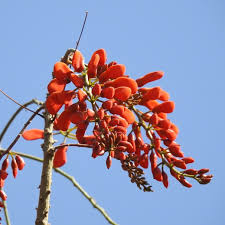 Image result for Erythrina falcata