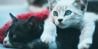 Also, the researchers say the results shouldn't be interpreted to mean that cats of those colors are dangerous; The Spiritual Meaning Behind Your Cat S Fur Color