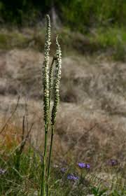 Image result for Chlorophytum colubrinum