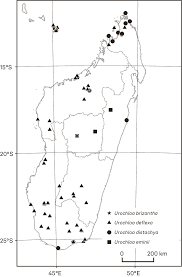 Image result for Urochloa deflexa