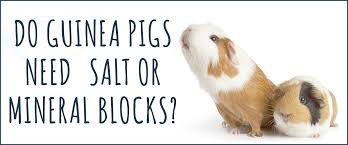 Do rabbits need mineral blocks? Do Guinea Pigs Need Salt Licks No No They Don T Small Pet Select