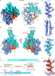 Forge your way through the ages. Structure Of Tfiik For Phosphorylation Of Ctd Of Rna Polymerase Ii Science Advances