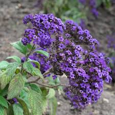 Image result for Heliotropium lineare