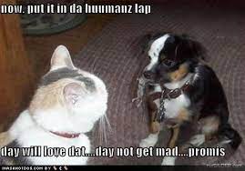Pin By Matthew Foltz On Funny Things Funny Dog Images Funny Dogs Funny Cats And Dogs