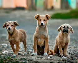 Cacc houses a command center for animal control officers and inspectors and has a fleet of 18 trucks. 7 Animal Welfare Ngos In Jaipur To Volunteer Donate