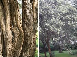 Image result for Buddleja saligna