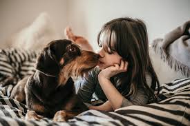 Il Cane Puo Dormire Nel Letto Zooplus Magazine Per Cani