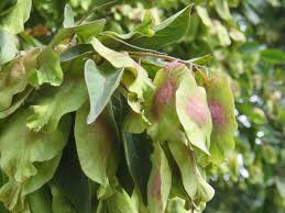Image result for Terminalia phanerophlebia