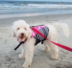 Maybe you would like to learn more about one of these? Australian Labradoodles Raleigh Nc