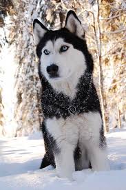 Siberian Husky Outgoing And Cheeky Alaska Husky Sibirya Kurdu Kopek