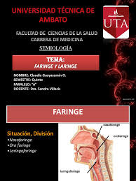 Faringe, laringe, tráquea, bronquios y by elisa reynoso 11229 views. Faringe Y Laringe Claudia Guayasamin Laringe Tos