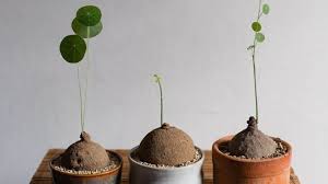 Image result for Stephania