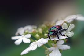 They look great at the back of the border. Invasive Species Series 2020 Japanese Beetle Popillia Japonica Pike County Conservation District