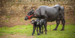 Manage your enrich miles, track your privileges and receive promotion updates no matter where you are in the world. India S First Batch Of Ivf Buffalo Calves Born Amidst Lockdown Agriculture Post