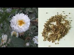 Collect Chrysenthemum Seeds How To Harvest Chrysenthemum Seed English Youtube Chrysanthemum Seeds Flower Seeds Chrysanthemum Flower Seeds