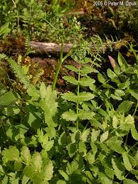 Image result for Berula erecta