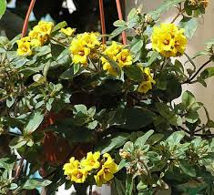 Tipica pianta a rosetta, ma con fiori molto spettacolari, a differenza di tutte le altre piante del suo genere. Pianta Con Fiori Gialli A Grappolo