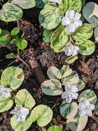 Image result for Evolvulus nummularius