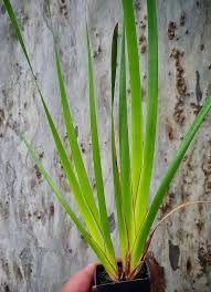 Image result for Hemarthria natans