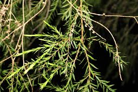 Image result for Melaleuca bracteata