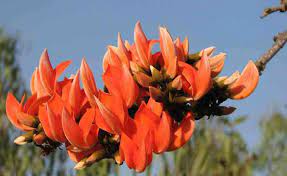 Maybe you would like to learn more about one of these? 10 Flowering Trees In India And Where To Click Them This Spring Season Tripoto