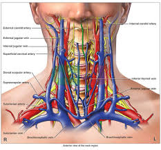 It is a branch of the brachiocephalic trunk. Anterior View Of The Neck Region Artery Vein And Nerves Diagram Www Anatomynote Com Anatomy Arteries Anatomy Human Anatomy And Physiology