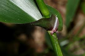 Image result for Megastachya mucronata