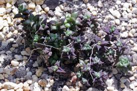 Image result for Anacampseros subnuda