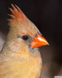 Birds Of Texas Hill Country Pictures Texas Hill Country Bird Pictures Bird Pictures Cardinal Pictures Birds