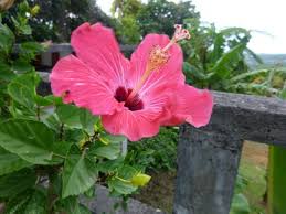 You can download them in psd, ai, eps or cdr format. Lots Of Beautiful Flowers And Plants Here Picture Of The Rainforest Inn Bed Breakfast El Yunque National Forest Tripadvisor