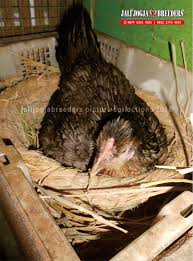 Ayam bangkok termasuk salah satu jenis ayam yang cukup akbrab dengan keseharian kita. Jali Jogja Breeders Birma Bukan Berarti Telur Berwarna Hijau