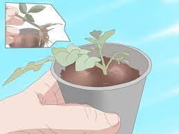 How To Grow Hydrangea From Cuttings Growing Hydrangeas Propagating Hydrangeas Planting Hydrangeas